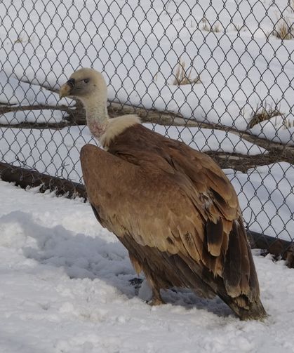 Doğanın yırtıcı kuşları Van’daki bu merkez ile özgürlüklerine kavuşuyor!