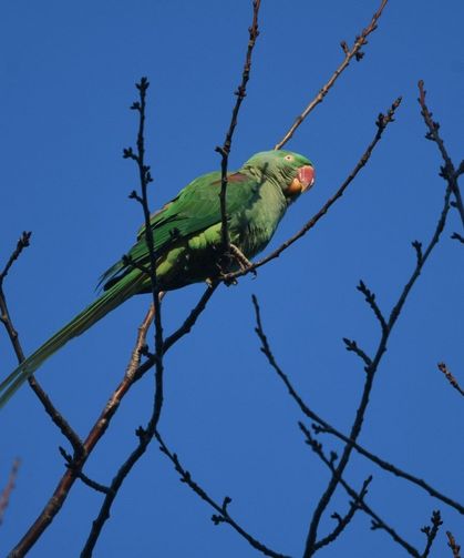 İstilacı kuş Van’ın yanı başına geldi!