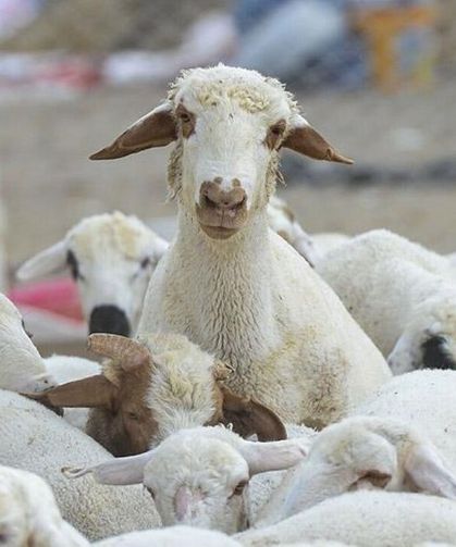 Hayvancılıkta yeni dönem: Devlet garantili 108 bin hayvan dağıtılacak!