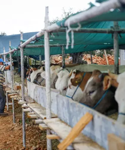 2026 kurbanlık fiyatları belli oldu: İşte küçükbaş ve büyükbaş ortalama fiyatları…