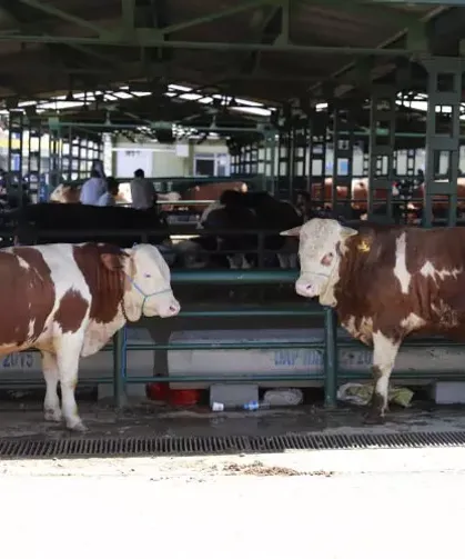 2026’nın ilk kurbanlık belli oldu! İşte ortalama fiyatlar…