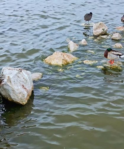 Van Gölü Havzası’na geri döndüler!