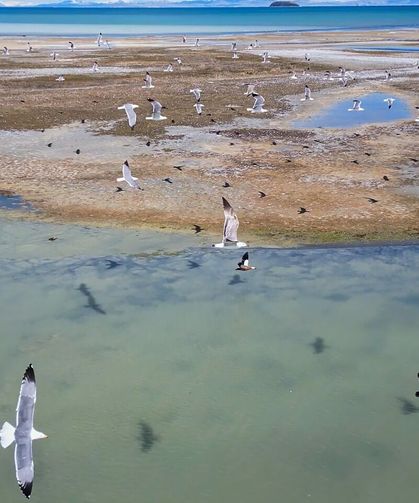 Nesli tehlike altındaydı: Gizemli misafir Van Gölü’nde ortaya çıktı!