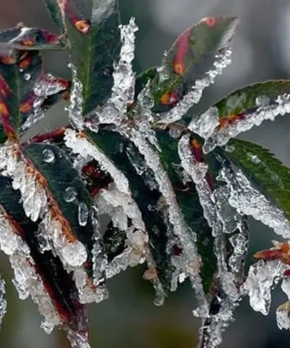 Zirai don geliyor: Meteoroloji tarih verdi!