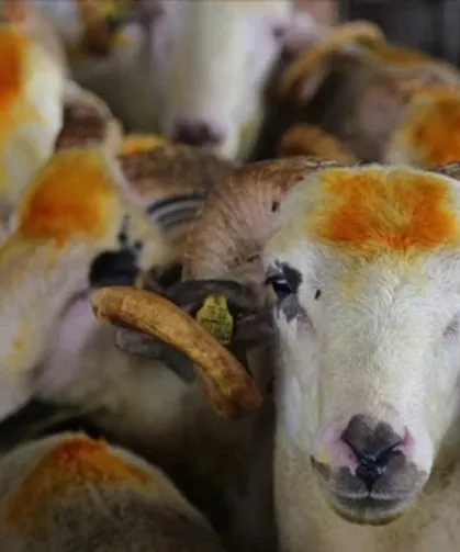 Kurban kesimleri yerlerinde yeni kurallar belli oldu!