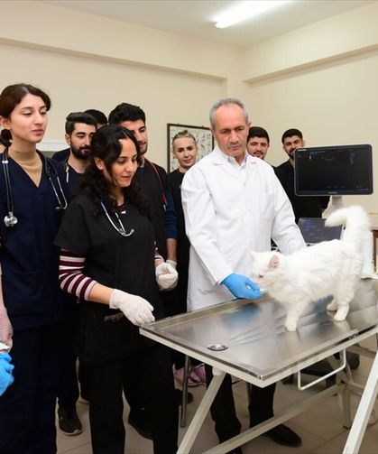 Van ve İran Kedileri arasındaki "genetik sır" ortaya çıktı!