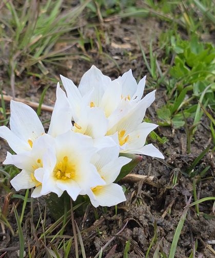 Van’da baharın ilk renkleri o ilçede görüldü!