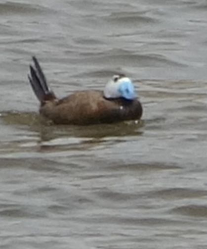 Dünyanın gözü bu kuşta: Van’a geri döndü!