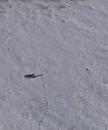 Van'da kurnaz tilkinin ‘ustalık’ gösterisi! İşte o anlar…