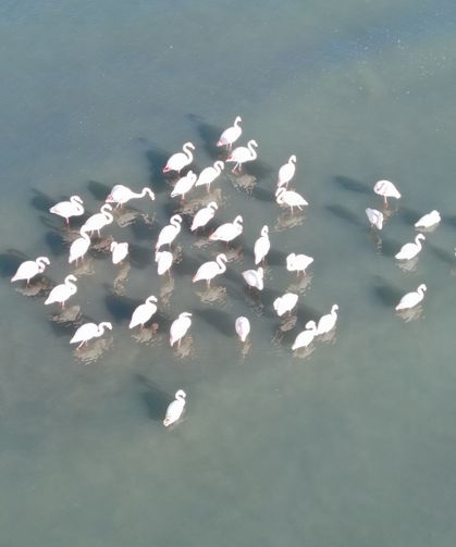 Van’da baharın en güzel habercileri geri geldi, görsel şölen başladı!