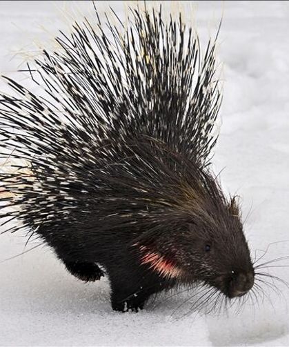 Hint oklu kirpi Van’da sağlığına kavuştu!