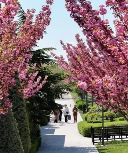 Konya'da sakura mevsimi başladı!