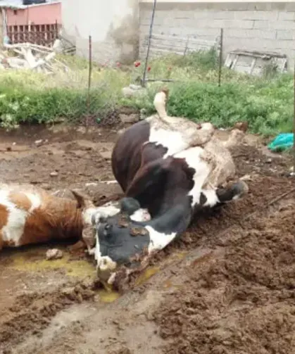 Yıldırım faciası! Yıldırımın çarptığı 2 inek telef oldu