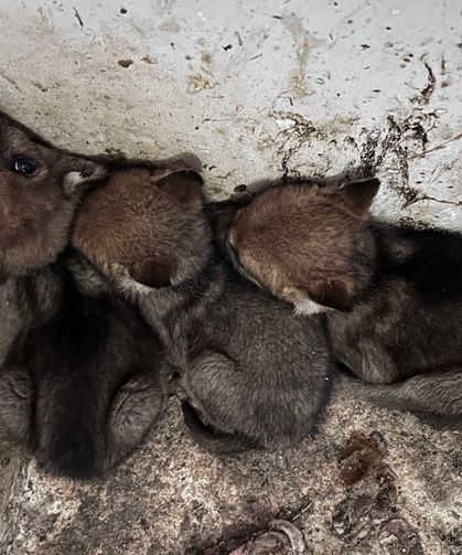 Van Gölü Havzası'ndan getirilen vahşi hayvan yavruları koruma altına alındı