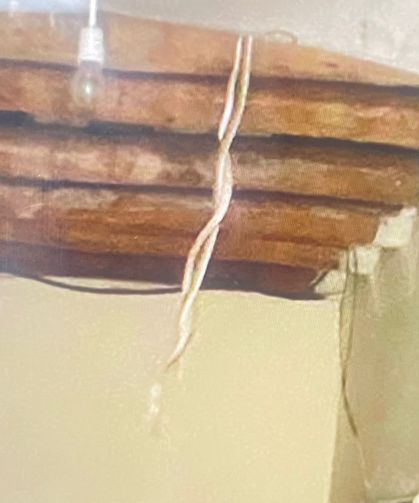 Eve giren yılanlar mahalleyi ayağa kaldırdı