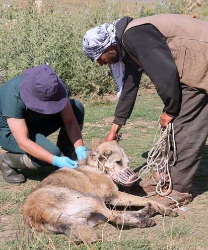 Sahipli bin köpek kimliklendirilerek aşılandı!