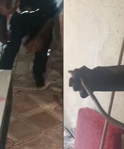 Evde korku dolu anlar! Dolabın arkasından yılan çıktı