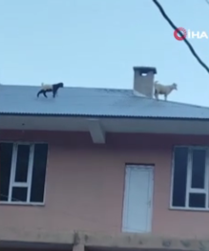 Van’da çatıya çıkan 2 keçi mahalleyi birbirine kattı