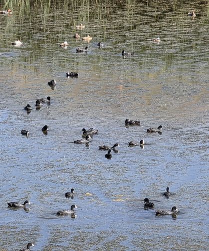 Van’ın sessiz misafirleri Erçek Gölü’nde görüntülendi