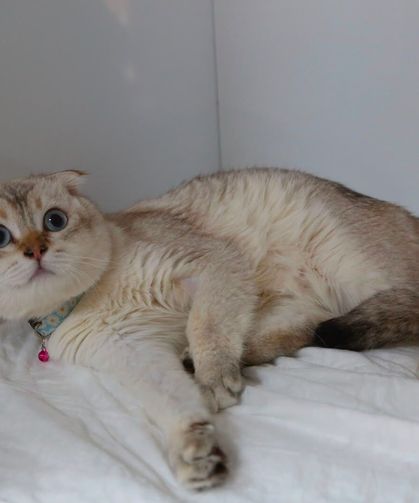 Van’da kedi ve köpek sahiplenmek isteyenler dikkat! Van’da kedi evi açıldı!