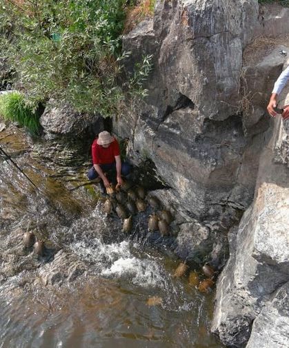 Kaplumbağaları görmek için farklı illerden Van’a geldiler