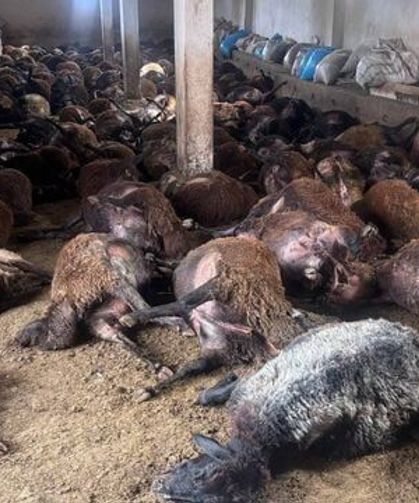 Ahıra giren ayı dehşet saçtı: 144 koyunu telef etti!
