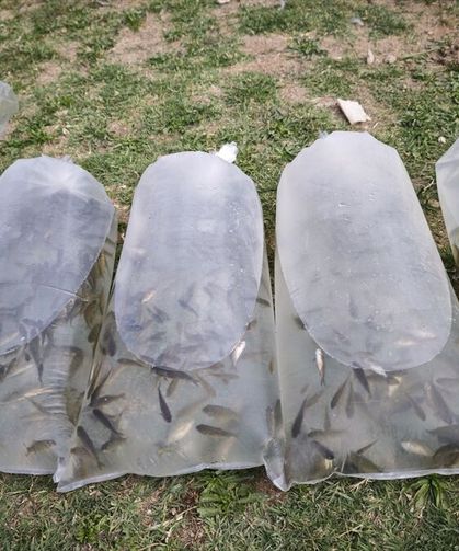 Bölgeye yeni sosyal yaşam alanı kazandırılıyor: Gölete 25 bin aynalı sazan yavrusu bırakıldı