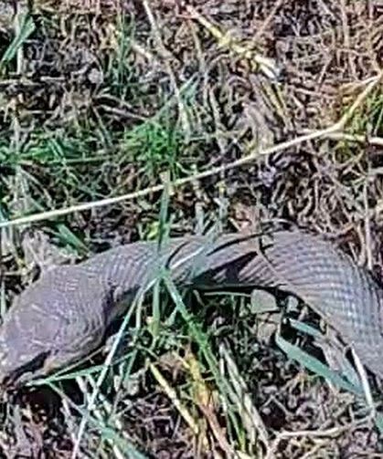 Van’ın sınırında 1,5 metre uzunluğunda kocabaş yılanı görüntülendi!