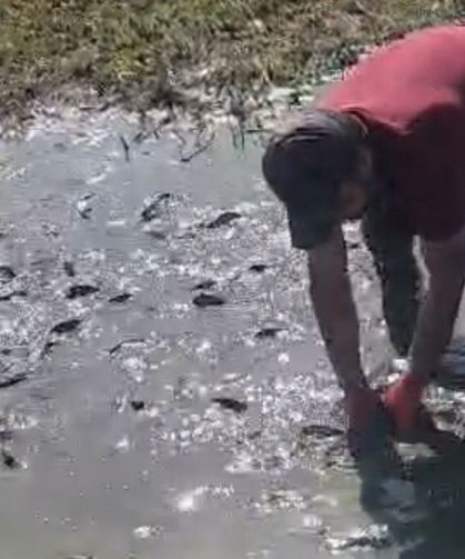 Çamur içinde kıvranan balıklar için ekipler tanker tanker su taşıdı