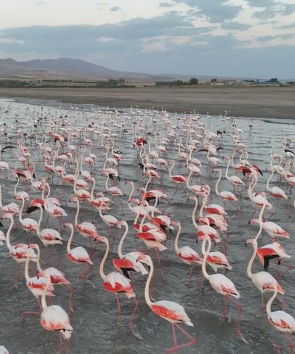 Van’da flamingolar Erçek Gölü’ne kondu