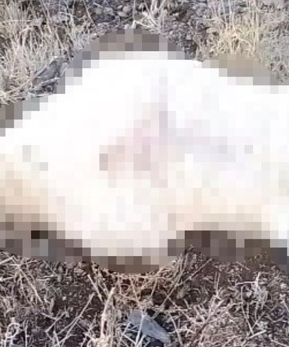 Sağanak yağış faciayla sonlandı: Düşen yıldırım sürüyü yok etti!