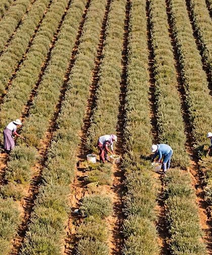 Hem çiçeği hem meyvesi altın satıyor: Eken bir yılda evini ve arabasını alıyor!