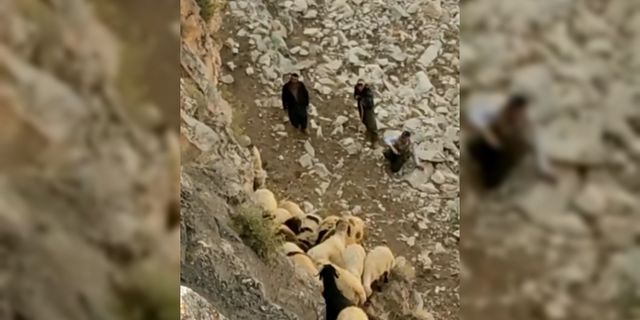 Van’da kayalıklarda mahsur kalan 50 koyun kurtarıldı!