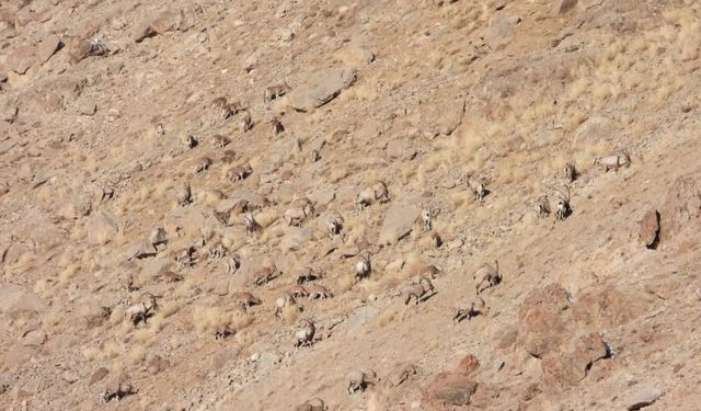 Van’da yaban keçiler sürü halinde görüntülendi!
