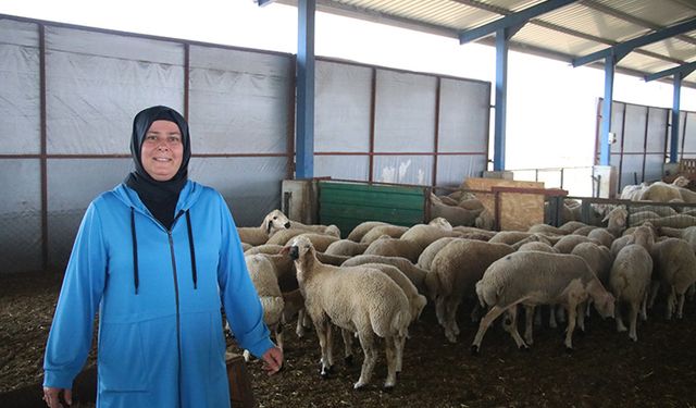 Devlet desteğiyle çiftlik kuran kadın, koyun sayısını arttırdı
