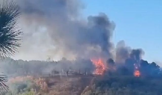 İstanbul'da orman yangını! Ekiplerin müdahalesi sürüyor