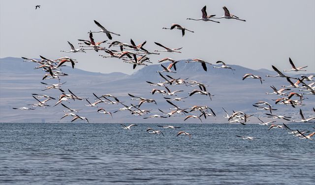 Kuraklık, Van Gölü Havzası’ndaki flamingoların yaşam alanlarını değiştirdi!