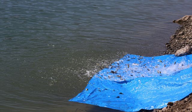 Van'daki göletlere 900 bin sazan balığı yavrusu bırakıldı