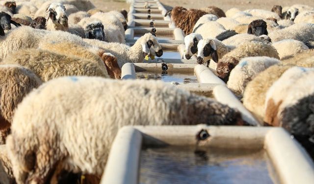 Başvuran alıyor! Vanlı çiftçilere 100 küçükbaş hayvan desteği!