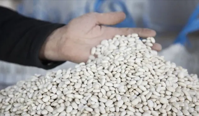 20 bin ton kuru fasulye hasadı. Çiftçiyi sevindiren haber