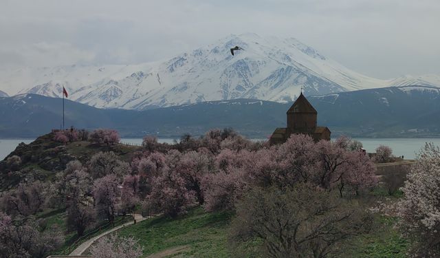 Akdamar Adası çiçeklere büründü