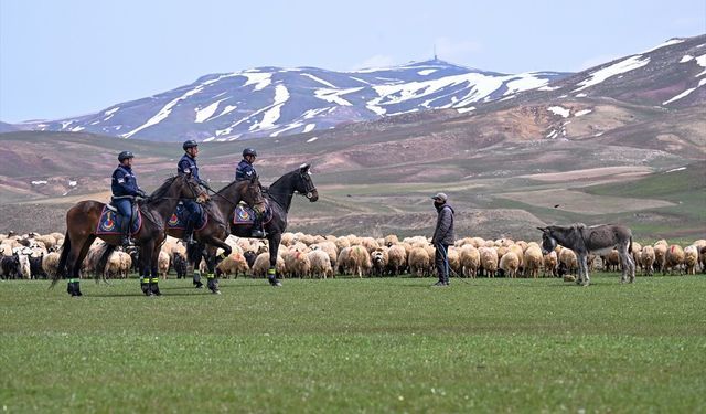 Atlı jandarma timi sınır hattındaki arazilerde devriyede