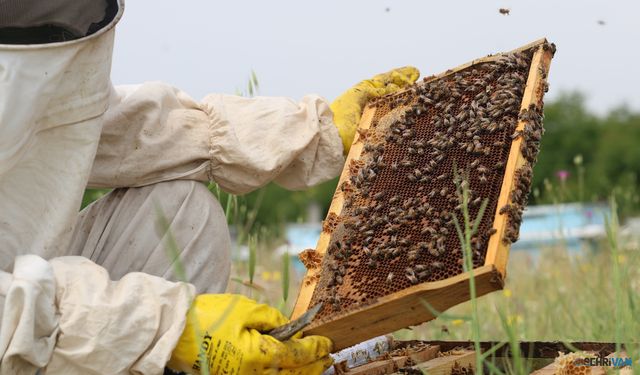 Toz taşınımı polen ve nektara ulaşımı zorlaştırdı, arılar strese girdi
