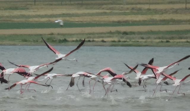 Van’ın doğa turizmine renk katan misafirler gelmeye başladı!