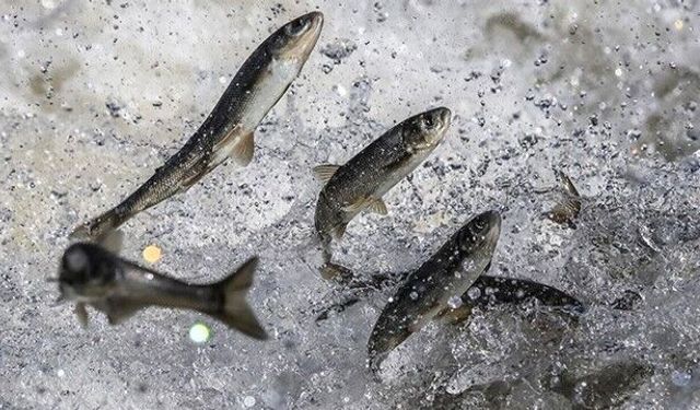 Herkes bu anı bekliyor: Van’da doğanın en muazzam yolculuğu başlıyor!