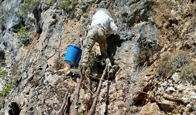 Hakkari'de zorlu kaya balı hasadı