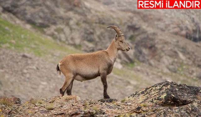 HAKKARİ DOĞA KORUMA VE MİLLİ PARKLAR İL ŞUBE MÜDÜRLÜĞÜ YABAN KEÇİSİ AV İLANI