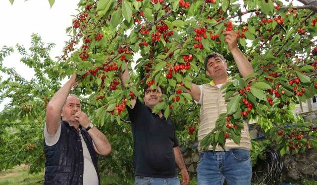 Van’da çiftçilere hibeli meyve fidanı desteği!