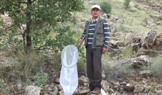 Yeni bir böcek türünü keşfetti: Eşinin ismini koydu