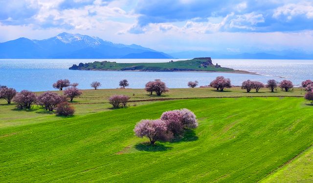 Van’ın turizmdeki göz bebeği badem çiçekleriyle renklendi!
